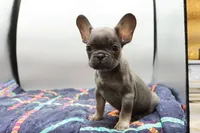 processed/2dc0438c-3b69-442b-a7fd-f398438cf265/listing/466ca0cf-a734-4b4e-9a09-02b91704ae98/1e52aeee-0eb3-476e-8e05-514c1cdb0c87