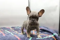 processed/2dc0438c-3b69-442b-a7fd-f398438cf265/listing/466ca0cf-a734-4b4e-9a09-02b91704ae98/3c73afb2-5037-4ccc-a560-974818288269