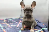 processed/2dc0438c-3b69-442b-a7fd-f398438cf265/listing/466ca0cf-a734-4b4e-9a09-02b91704ae98/4de2da65-5f91-4578-9a7a-e0c75c3f813b