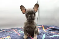 processed/2dc0438c-3b69-442b-a7fd-f398438cf265/listing/466ca0cf-a734-4b4e-9a09-02b91704ae98/a405872c-72ac-4569-ba68-798e6e88d709