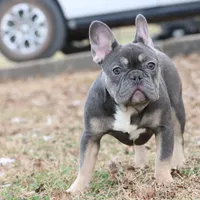 Pip blue & tan, a female French Bulldog for sale in Berryville, AR – Photo 2 of 8