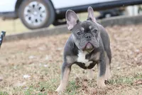 Pip blue & tan, a female French Bulldog for sale in Berryville, AR – Photo 2 of 8