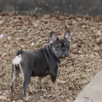 Pip blue & tan, a female French Bulldog for sale in Berryville, AR – Photo 4 of 8