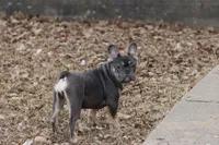 Pip blue & tan, a female French Bulldog for sale in Berryville, AR – Photo 4 of 8