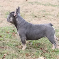 Pip blue & tan, a female French Bulldog for sale in Berryville, AR – Photo 8 of 8