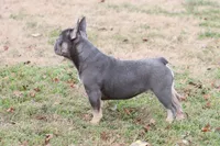 Pip blue & tan, a female French Bulldog for sale in Berryville, AR – Photo 8 of 8