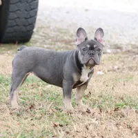 Pip blue & tan, a female French Bulldog for sale in Berryville, AR – Photo 7 of 8