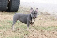 Pip blue & tan, a female French Bulldog for sale in Berryville, AR – Photo 7 of 8