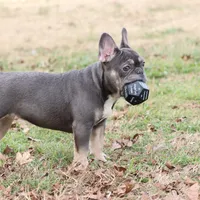 Pip blue & tan, a female French Bulldog for sale in Berryville, AR – Photo 5 of 8