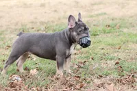 Pip blue & tan, a female French Bulldog for sale in Berryville, AR – Photo 5 of 8