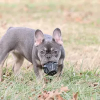 Pip blue & tan, a female French Bulldog for sale in Berryville, AR – Photo 6 of 8