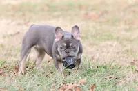 Pip blue & tan, a female French Bulldog for sale in Berryville, AR – Photo 6 of 8