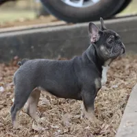 Pip blue & tan, a female French Bulldog for sale in Berryville, AR – Photo 3 of 8