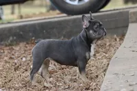 Pip blue & tan, a female French Bulldog for sale in Berryville, AR – Photo 3 of 8