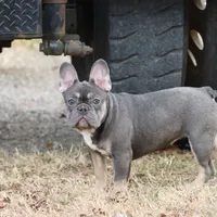 Pip blue & tan, a female French Bulldog for sale in Berryville, AR – Photo 1 of 8