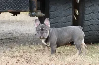 Pip blue & tan, a female French Bulldog for sale in Berryville, AR – Photo 1 of 8