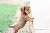 Sally long hair chocolate & tan , a female Miniature Dachshund for sale in Berryville, AR – 7 of 7