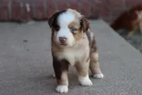 Clem red merle , a male Miniature Australian Shepherd for sale in Berryville, AR – 4 of 8