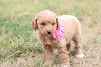 Gracie pink, a female Miniature Goldendoodle for sale in Berryville, AR – 2 of 9