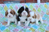 Tri Color Male, a male Cavalier King Charles Spaniel for sale in Berryville, AR – 8 of 8