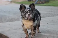Dj, a male French Bulldog for sale in Berryville, AR – 7 of 9