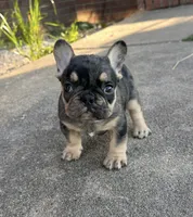 Debbie blue merle & tan, a female French Bulldog for sale in Berryville, AR – 6 of 7