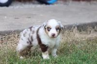 Clementine red merle, a female Miniature Australian Shepherd for sale in Berryville, AR – 8 of 8