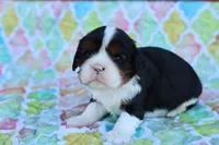 Tri Color Male, a male Cavalier King Charles Spaniel for sale in Berryville, AR – 4 of 8