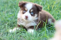 Summer red Tri , a female Miniature Australian Shepherd for sale in Berryville, AR – 4 of 9