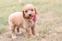 Gracie pink, a female Miniature Goldendoodle for sale in Berryville, AR – 5 of 9