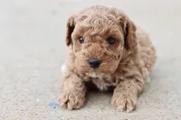 Stanley , a male Poodle - Toy  for sale in Berryville, AR – 9 of 9