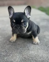 Debrah black & tan , a female French Bulldog for sale in Berryville, AR – 8 of 9