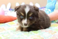 Abe Rtm, a male Miniature Australian Shepherd for sale in Berryville, AR – Photo 5 of 7