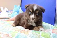 Abe Rtm, a male Miniature Australian Shepherd for sale in Berryville, AR – Photo 1 of 7