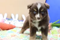 Abe Rtm, a male Miniature Australian Shepherd for sale in Berryville, AR – Photo 3 of 7