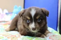 Abe Rtm, a male Miniature Australian Shepherd for sale in Berryville, AR – Photo 2 of 7
