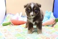 Abe Rtm, a male Miniature Australian Shepherd for sale in Berryville, AR – Photo 6 of 7