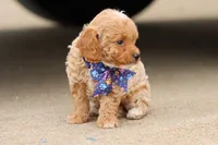 Gracie bleu, a female Miniature Goldendoodle for sale in Berryville, AR – 5 of 8