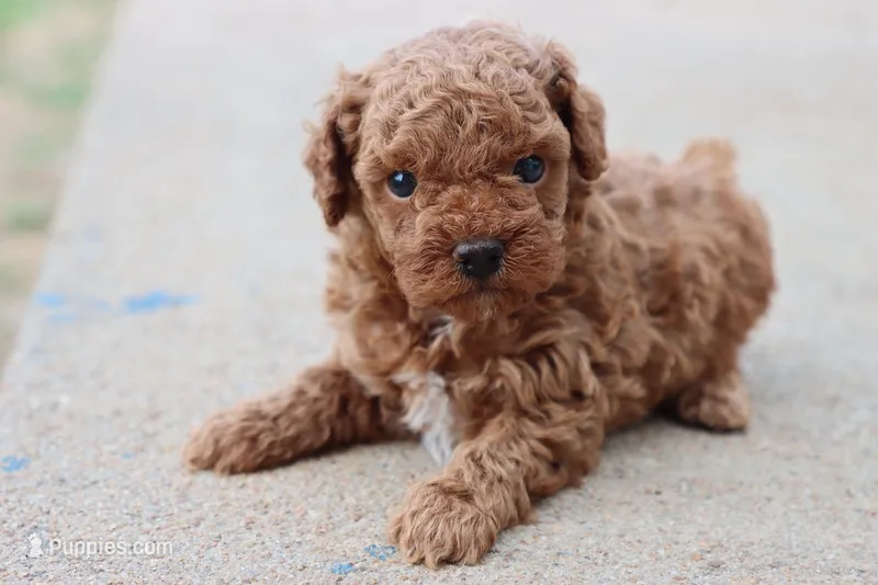 Steve – Poodle - Toy  puppy for sale in Berryville, AR