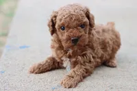 Steve, a male Poodle - Toy  for sale in Berryville, AR – 1 of 9