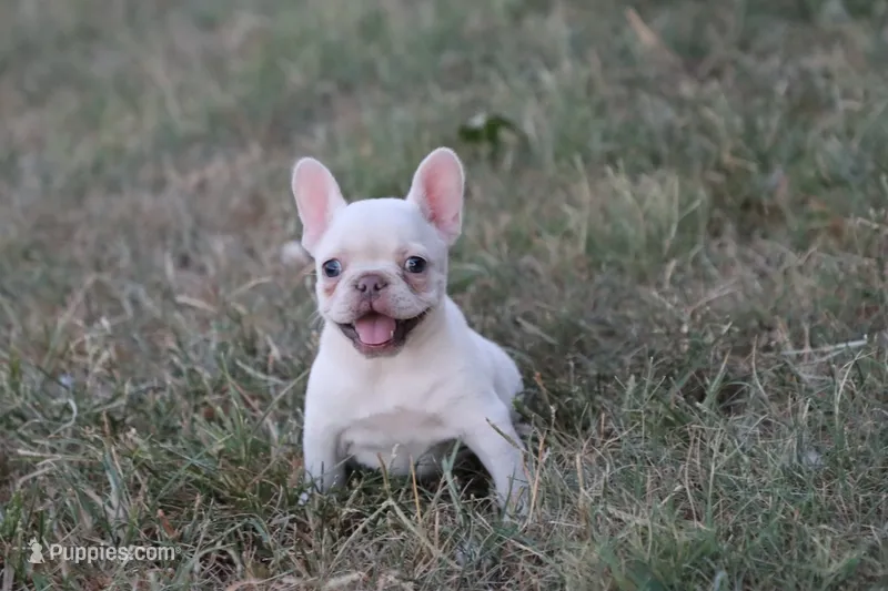 Whitey  – French Bulldog puppy for sale in Berryville, AR