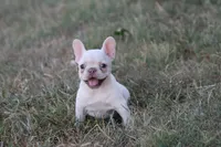 Whitey , a female French Bulldog for sale in Berryville, AR – 1 of 6