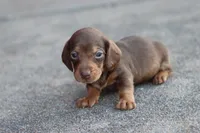 Sammy short hair chocolate & tan, a male Miniature Dachshund for sale in Berryville, AR – 7 of 7
