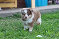 Red merle Cleo , a female Miniature Australian Shepherd for sale in Berryville, AR – 4 of 10