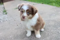 Red merle Cleo , a female Miniature Australian Shepherd for sale in Berryville, AR – 2 of 10
