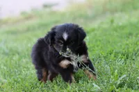 Clementine Bt Blue Eyes, a female Miniature Australian Shepherd for sale in Berryville, AR – 6 of 9