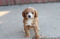 Drake , a male Cavapoo for sale in Berryville, AR – 3 of 8
