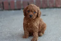 David, a male Cavapoo for sale in Berryville, AR – 2 of 7