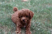 Gus, a male Poodle - Toy  for sale in Berryville, AR – 6 of 6