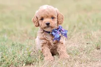 Gracie bleu, a female Miniature Goldendoodle for sale in Berryville, AR – 4 of 8